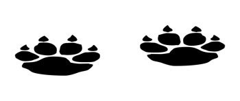 Patte d\'ours